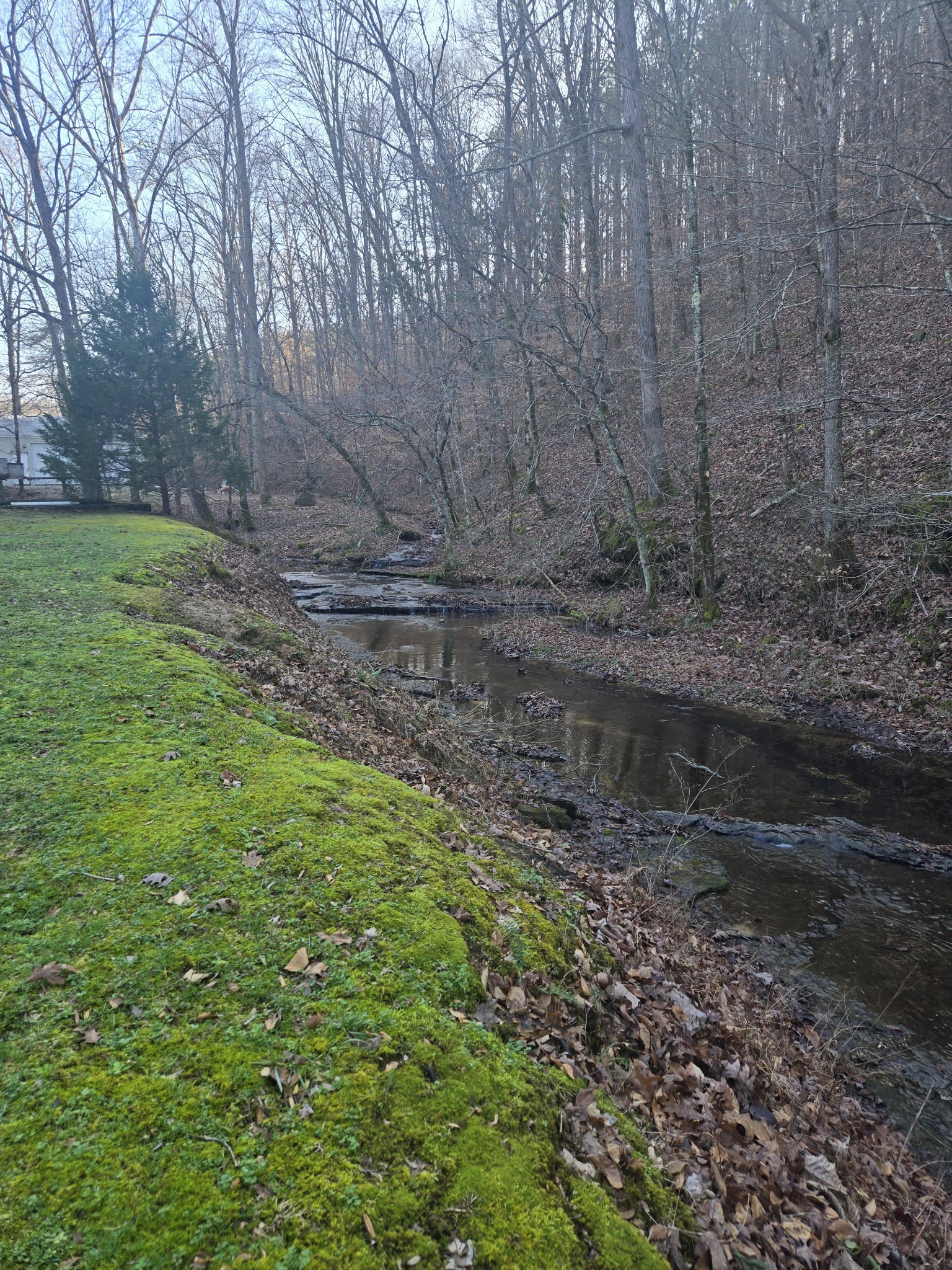 2130 Irwin Branch Road Waynesboro, TN 38485 - Photo 31 of 33 a view of a yard with a tree