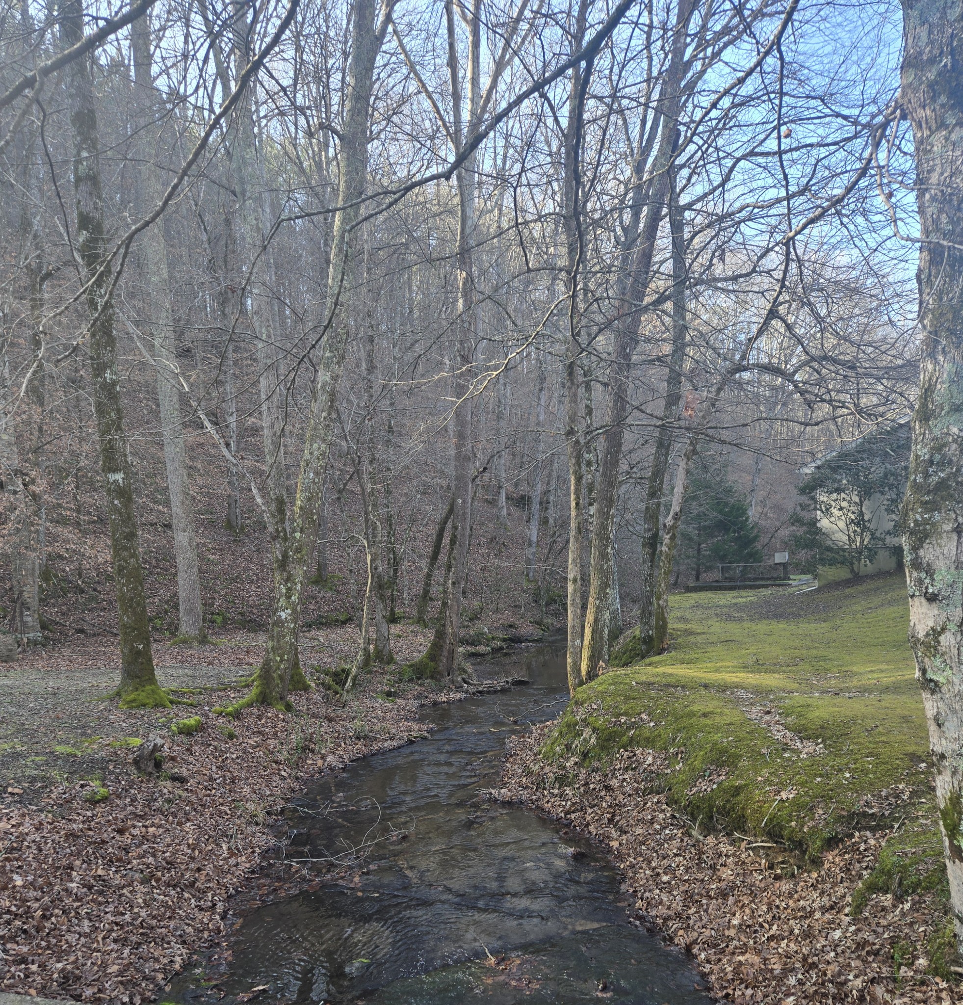 2130 Irwin Branch Road Waynesboro, TN 38485 - Photo 4 of 33 a view of a backyard with large trees