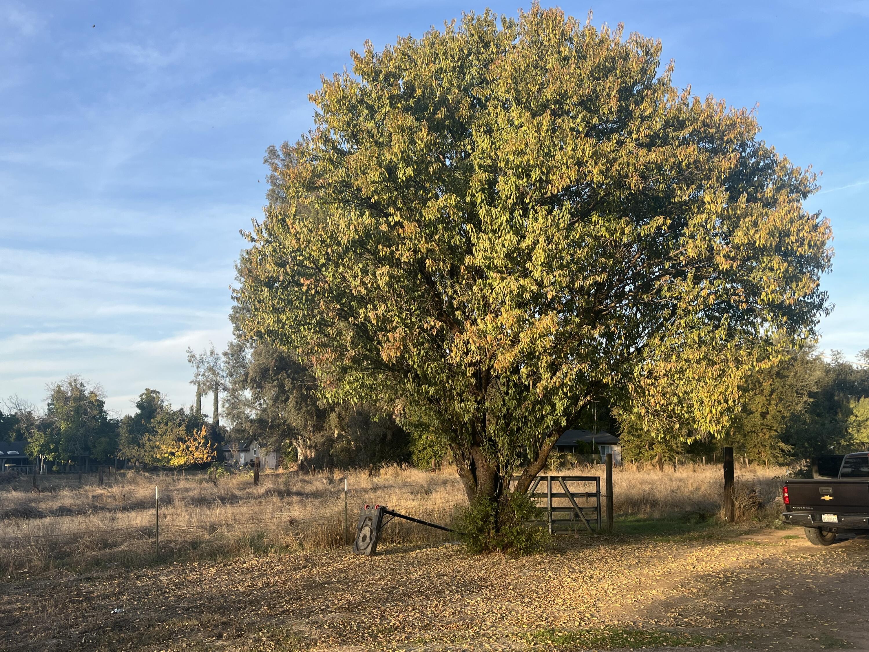 566 Roundup Avenue Red Bluff, CA 96080 - Photo 6 of 16 a view of road with trees