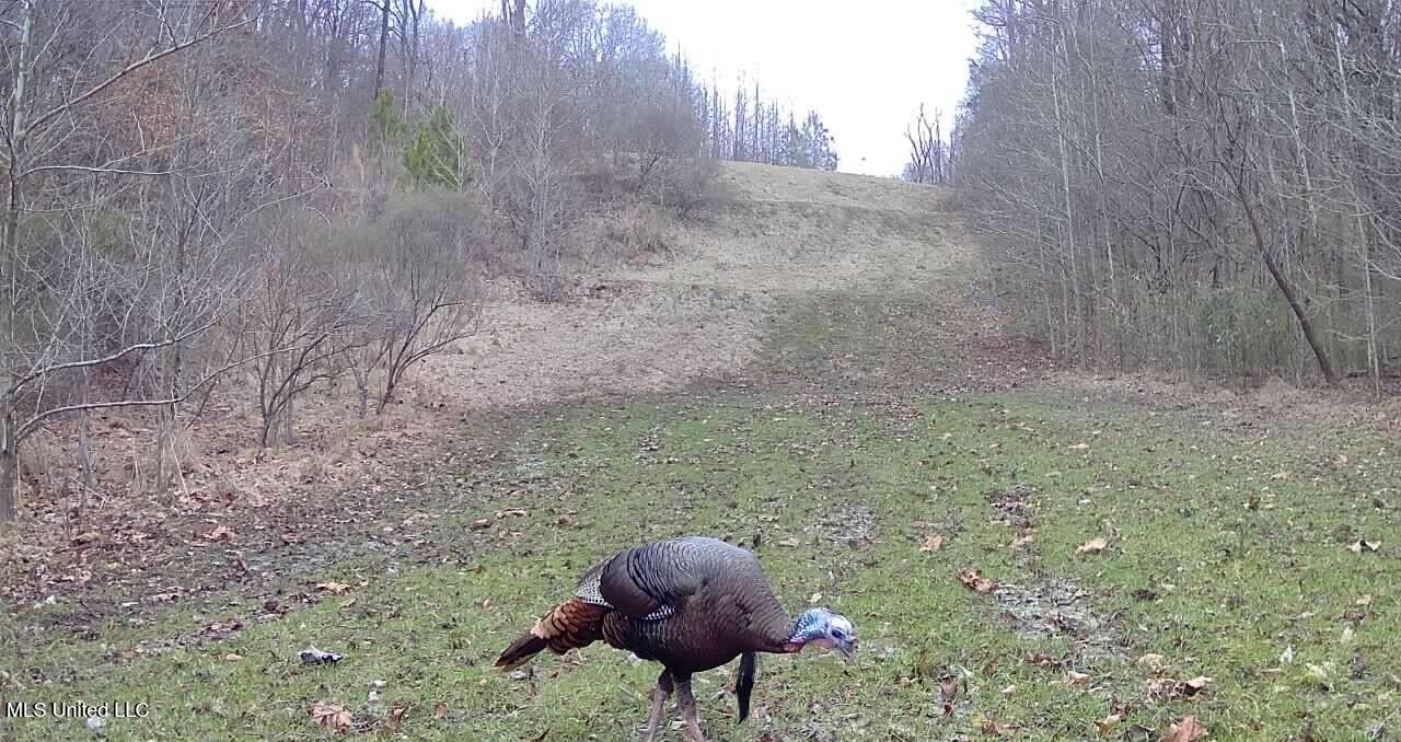 Henderson Road Bentonia, MS 39040 - Photo 47 of 59 IMG_1965