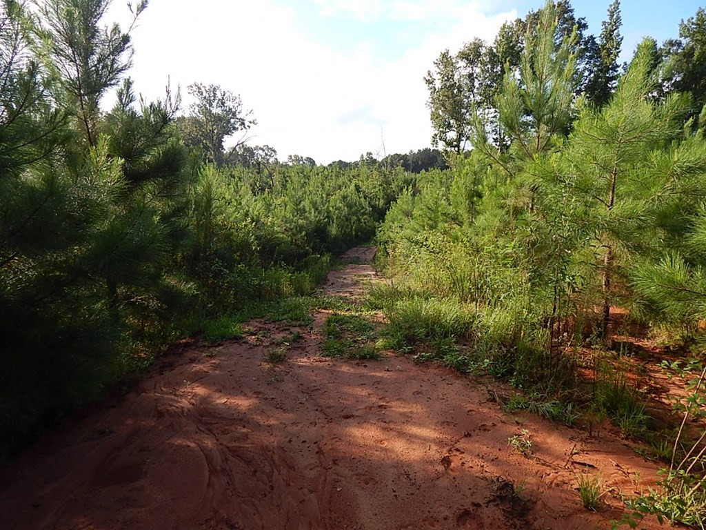 0 Magee Hill Road Tylertown, MS 39667 - Photo 6 of 19 Photo 6