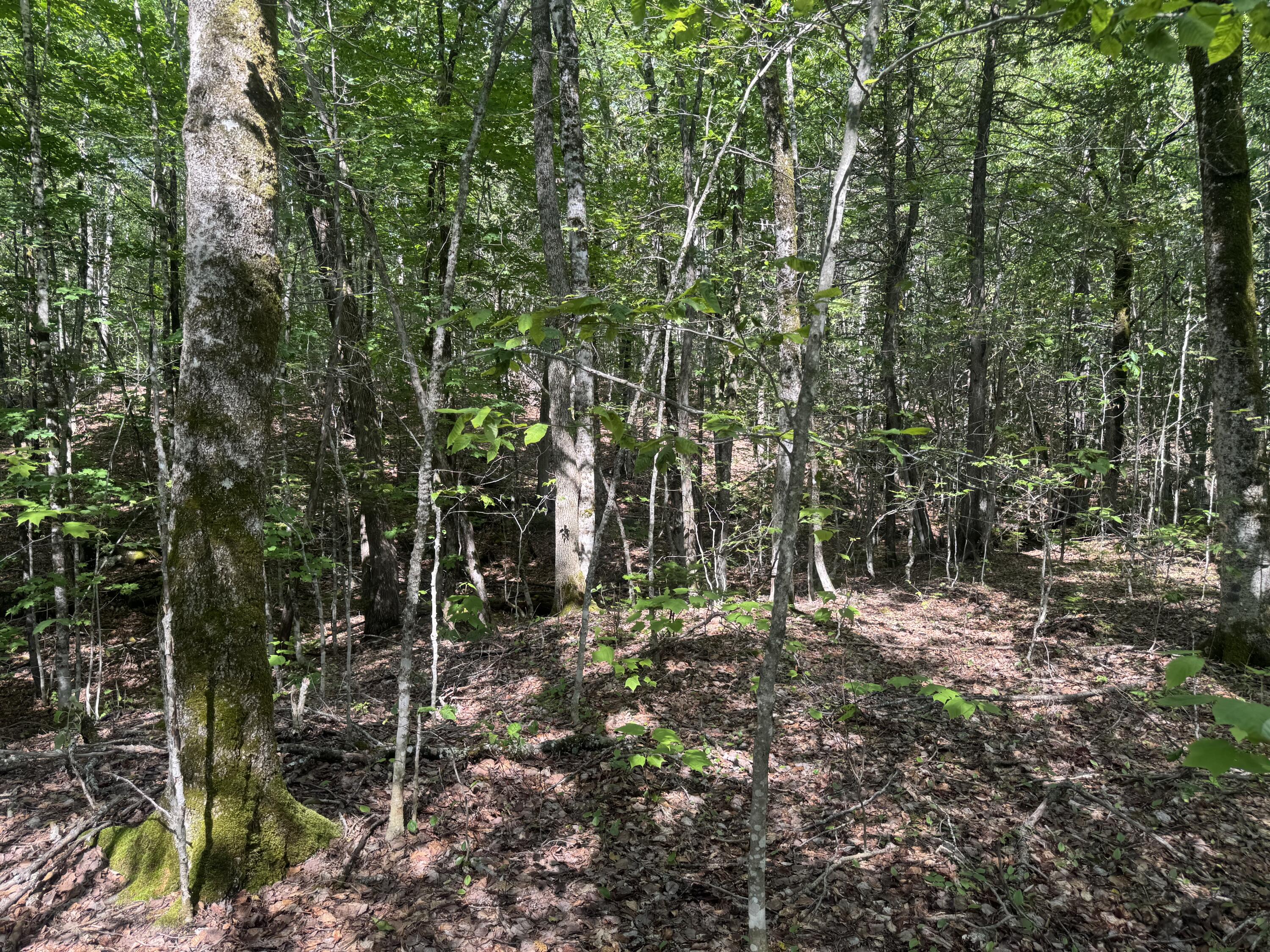 Lot 7 Curtis Farm Road Lincoln, ME 04457 - Photo 3 of 21