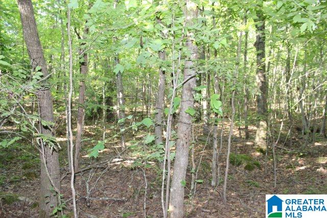 1 Benefield Gap Road Attalla, AL 35954 - Photo 20 of 50