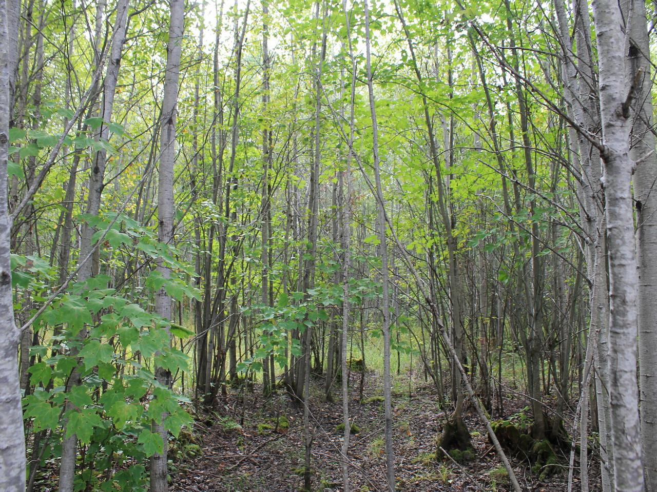 51 Mercer Wi 54547, Unit LOT 19 Mercer, WI 54547 - Photo 13 of 16 Gallery Image 13