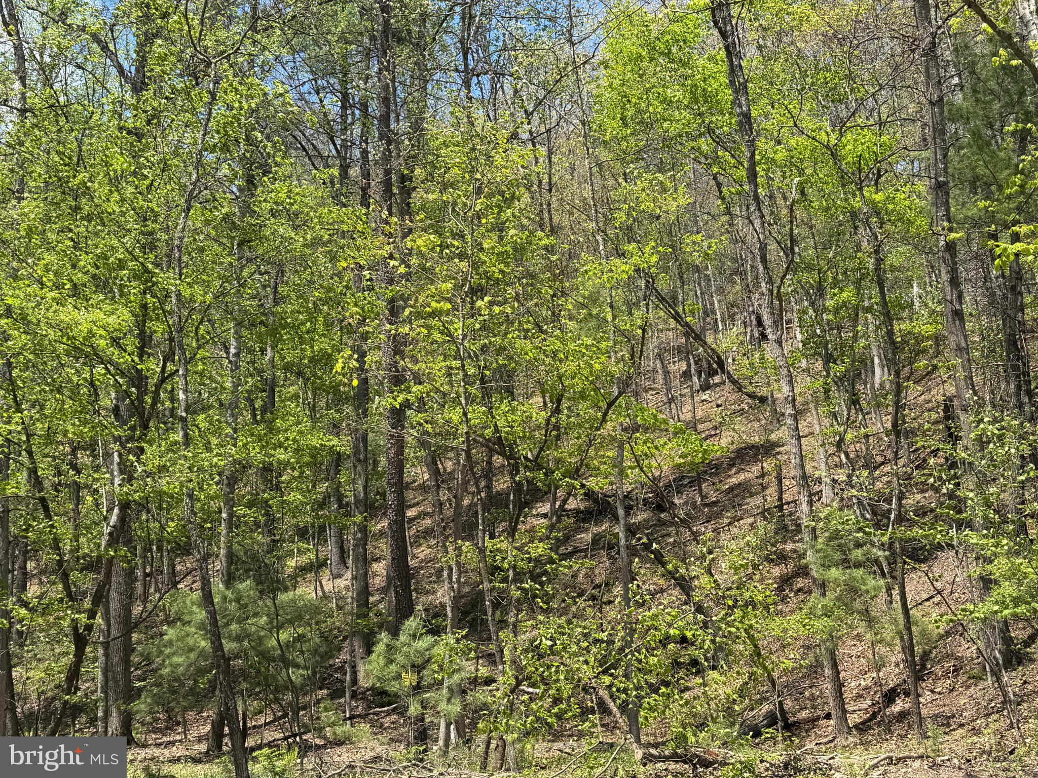 0 Shockeysville Road Winchester, VA 22603 - Photo 13 of 17