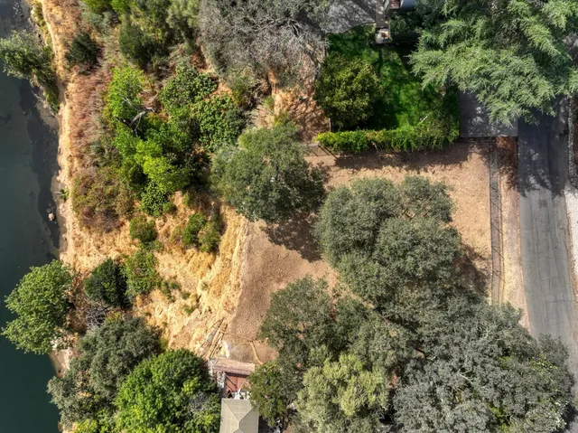 a view of a forest with a tree