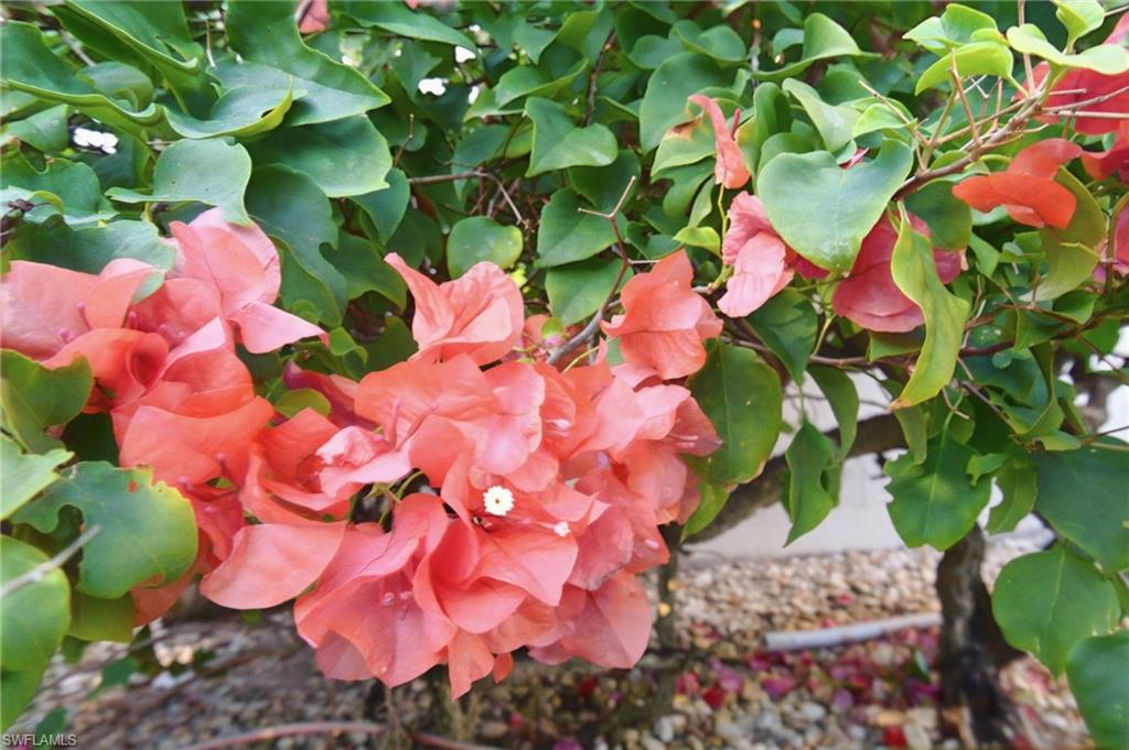 716 Pitch Apple Lane Naples, FL 34108 - Photo 10 of 36 a bunch of flowers