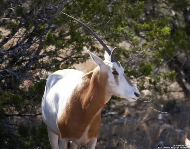 a view of a backyard with wooden fence