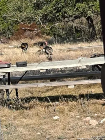 a view of a dry yard covered with trees