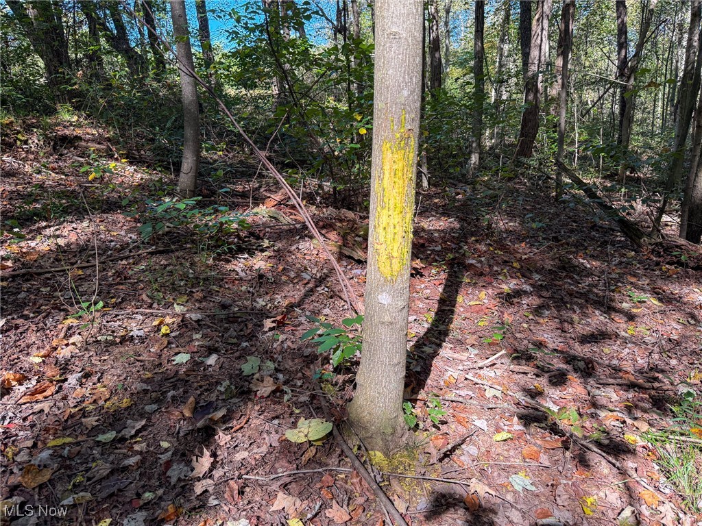 Layman Road Vincent, OH 45784 - Photo 21 of 35 View of local wilderness
