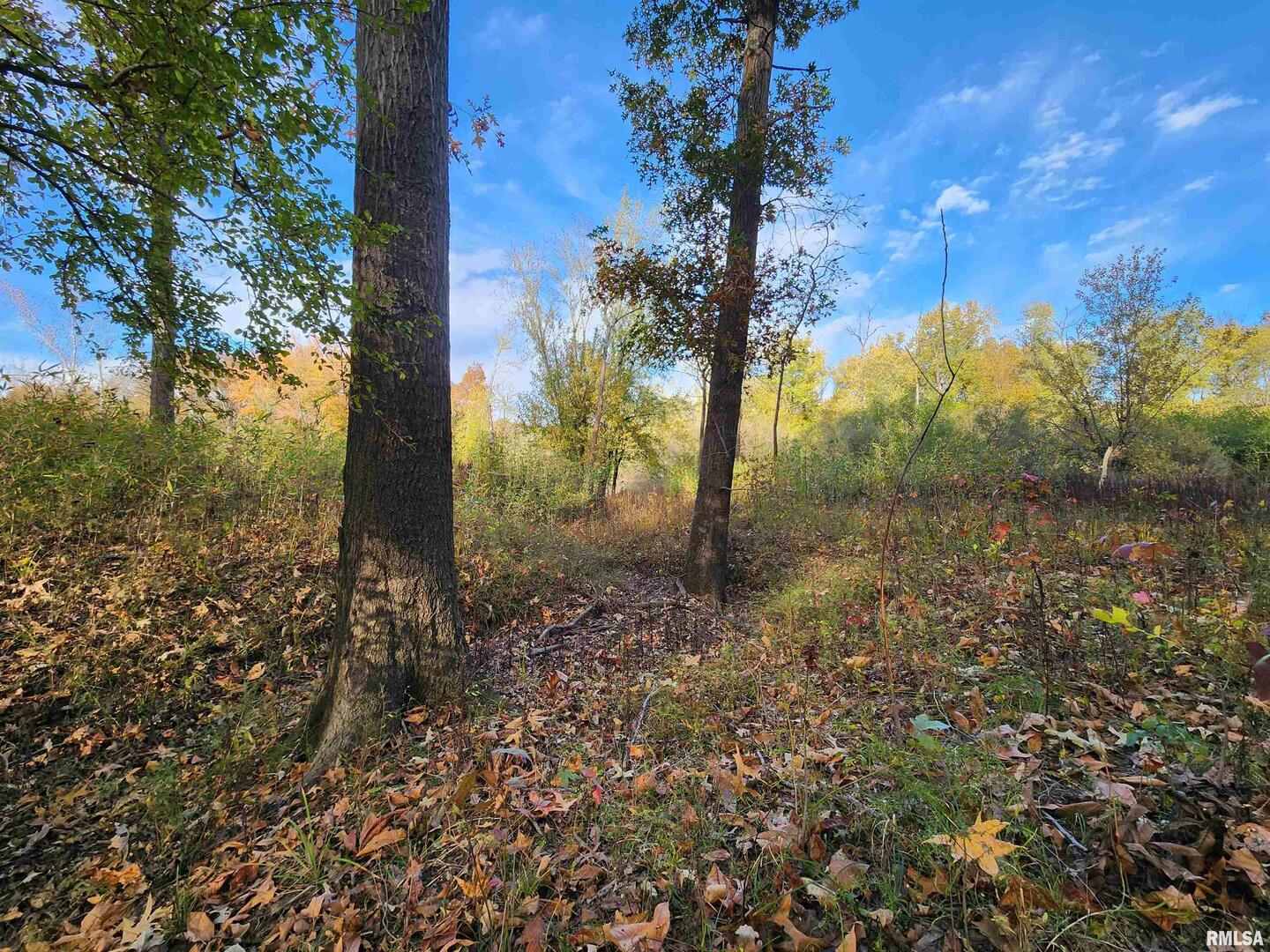 253 Ween Road De Soto, IL 62924 - Photo 46 of 56 a view of a yard with a tree