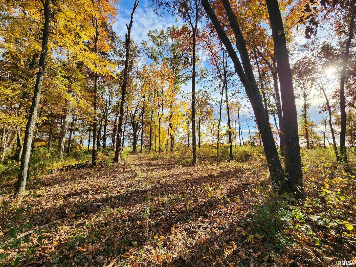 253 Ween Road De Soto, IL 62924 - Photo 48 of 56 a view of backyard with tree