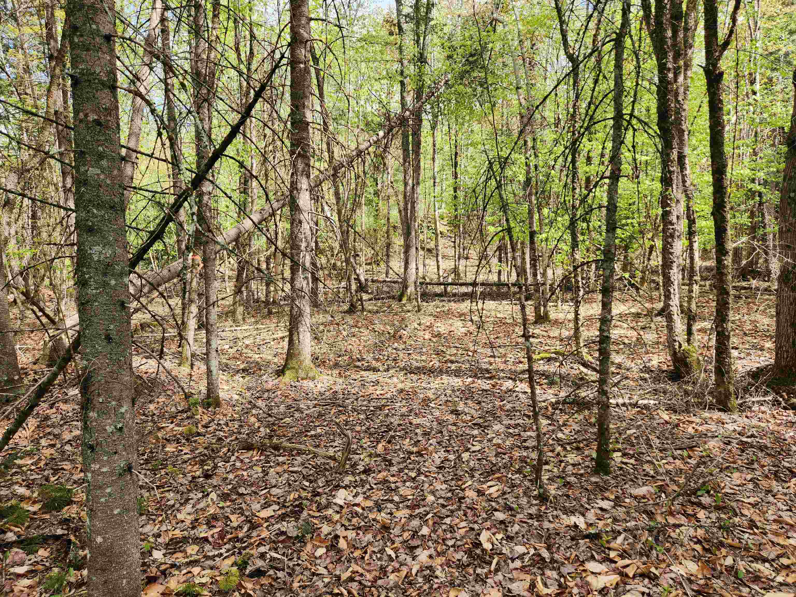 0 Woods Road Littleton, NH 03561 - Photo 10 of 15