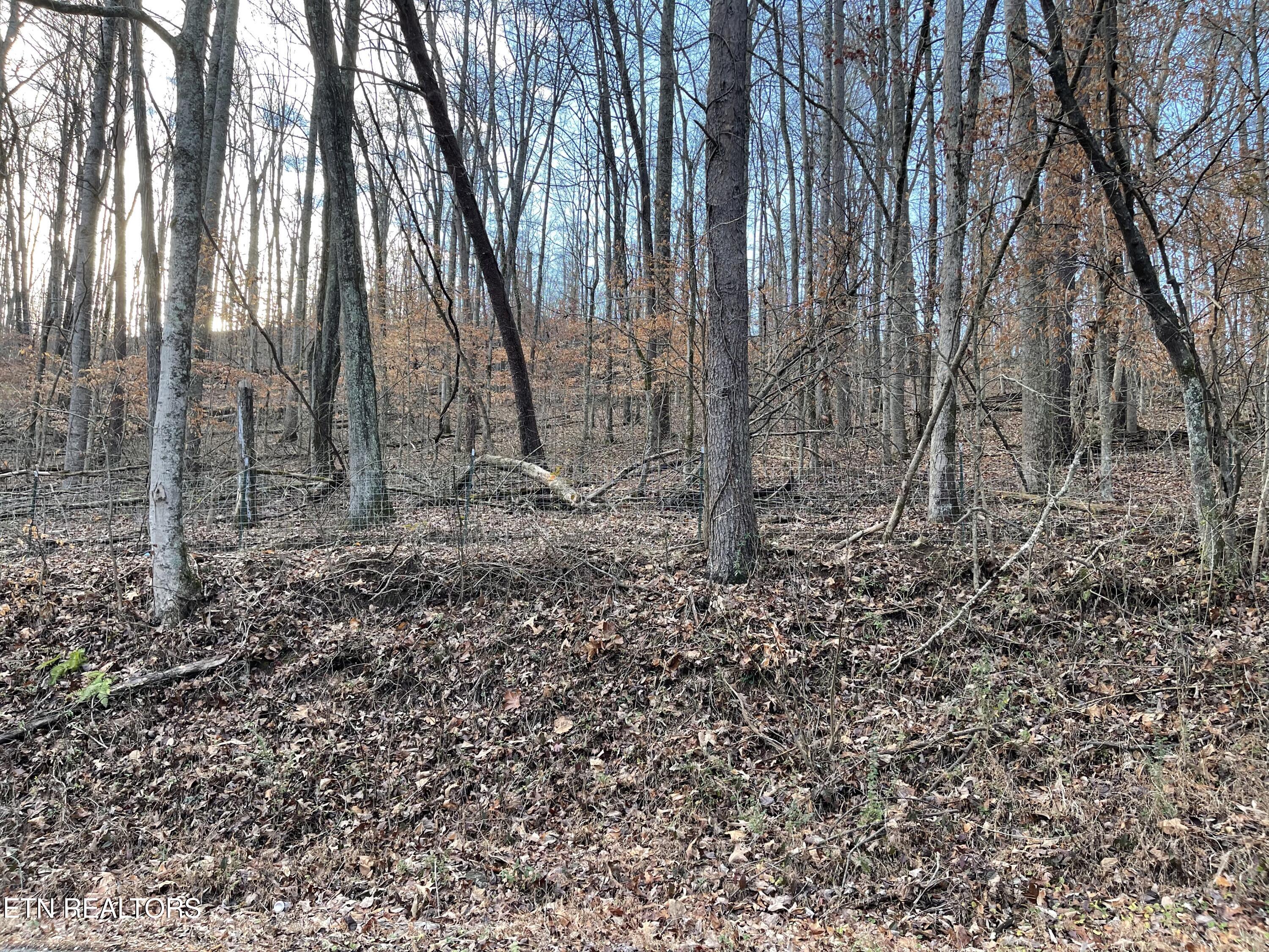 Longfield Road Rocky Top, TN 37769 - Photo 8 of 12 IMG_0299