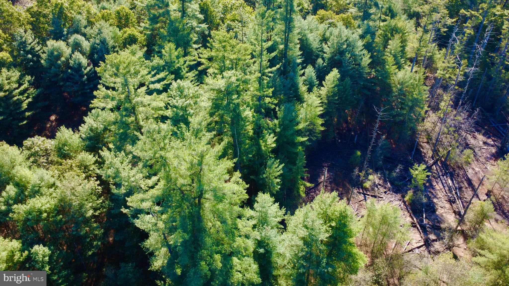 0 Pine Glen Road Karthaus, PA 16845 - Photo 4 of 7 a plant view