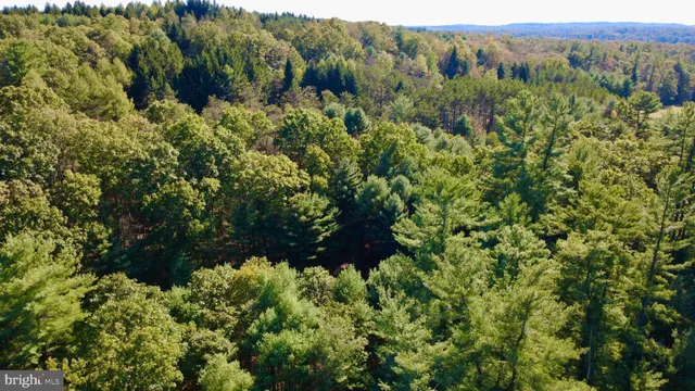 a view of a lush green forest