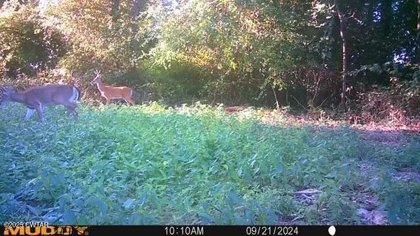 a view of a field of grass and trees