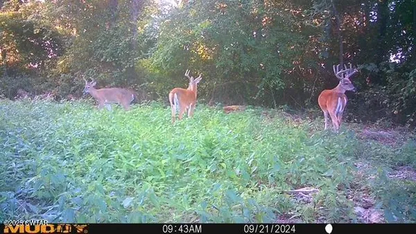 a view of a big yard with large trees