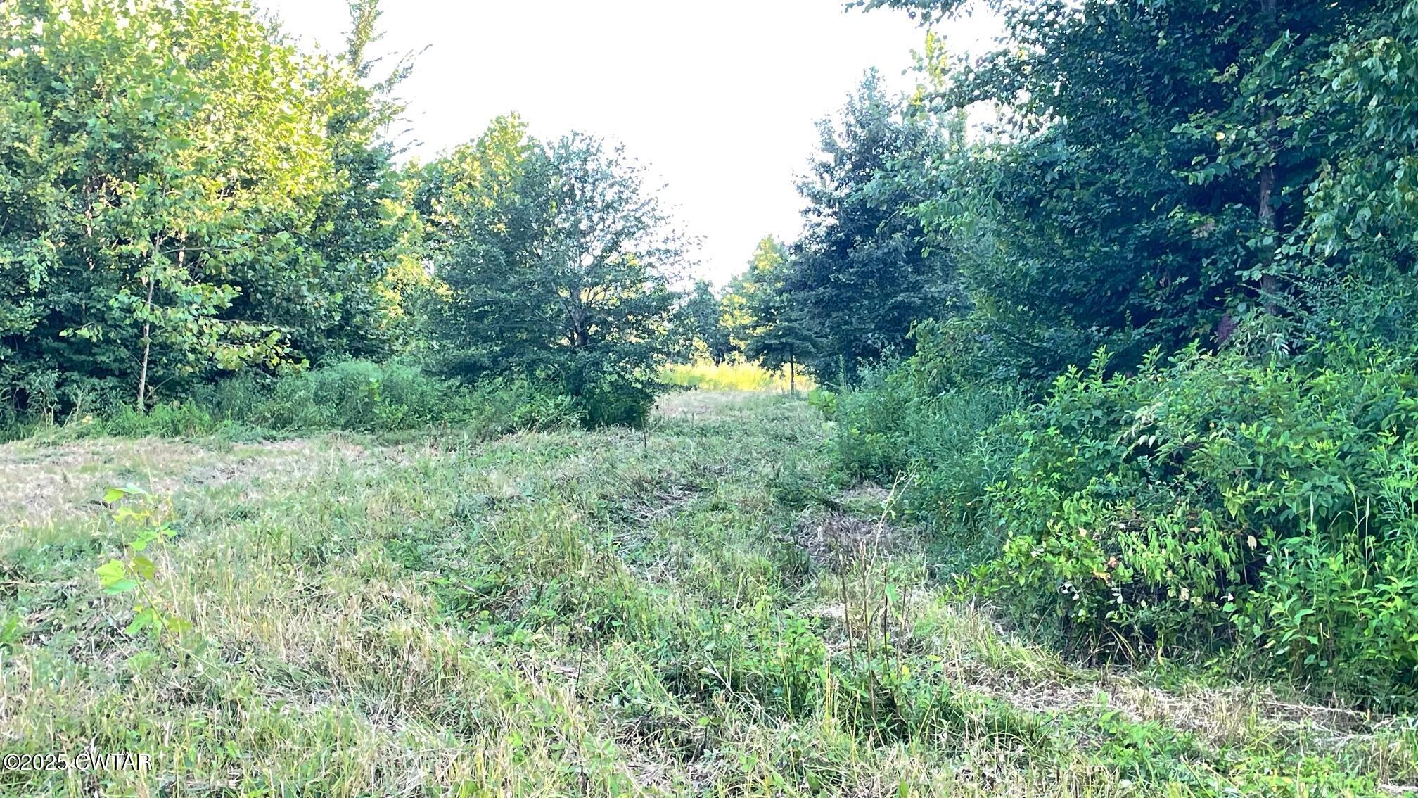 92 Barnes Road Medina, TN 38355 - Photo 14 of 22 a view of a big yard with large trees