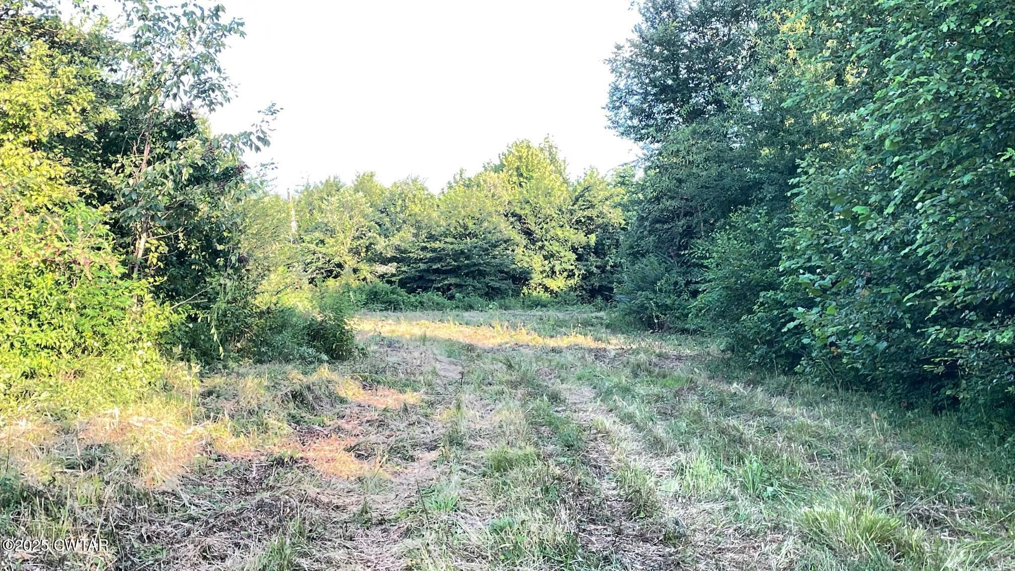 92 Barnes Road Medina, TN 38355 - Photo 16 of 22 a view of a lush green forest with large trees