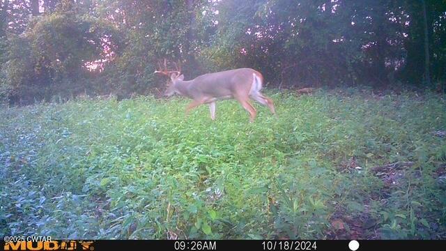 92 Barnes Road Medina, TN 38355 - Photo 7 of 22 a view of a back yard