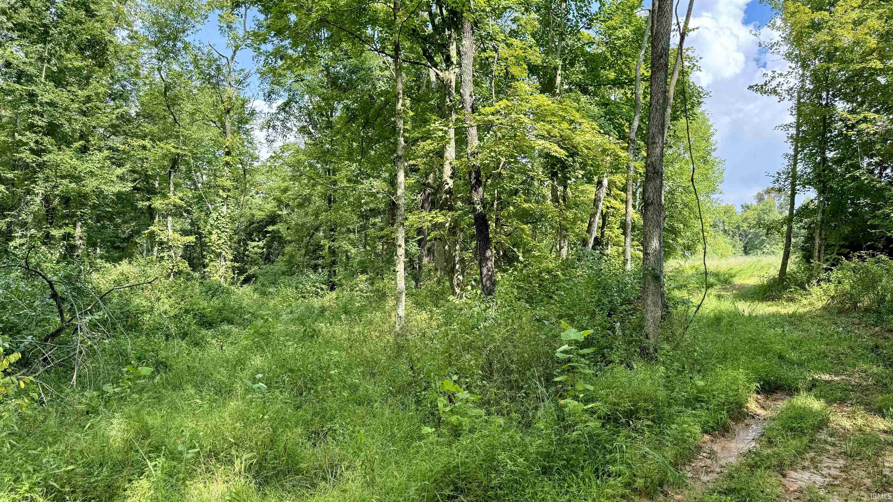 Off Yockey Road Mitchell, IN 47446 - Photo 8 of 16 Gallery Image 8