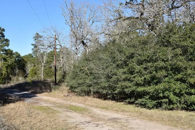 a view of a yard with trees