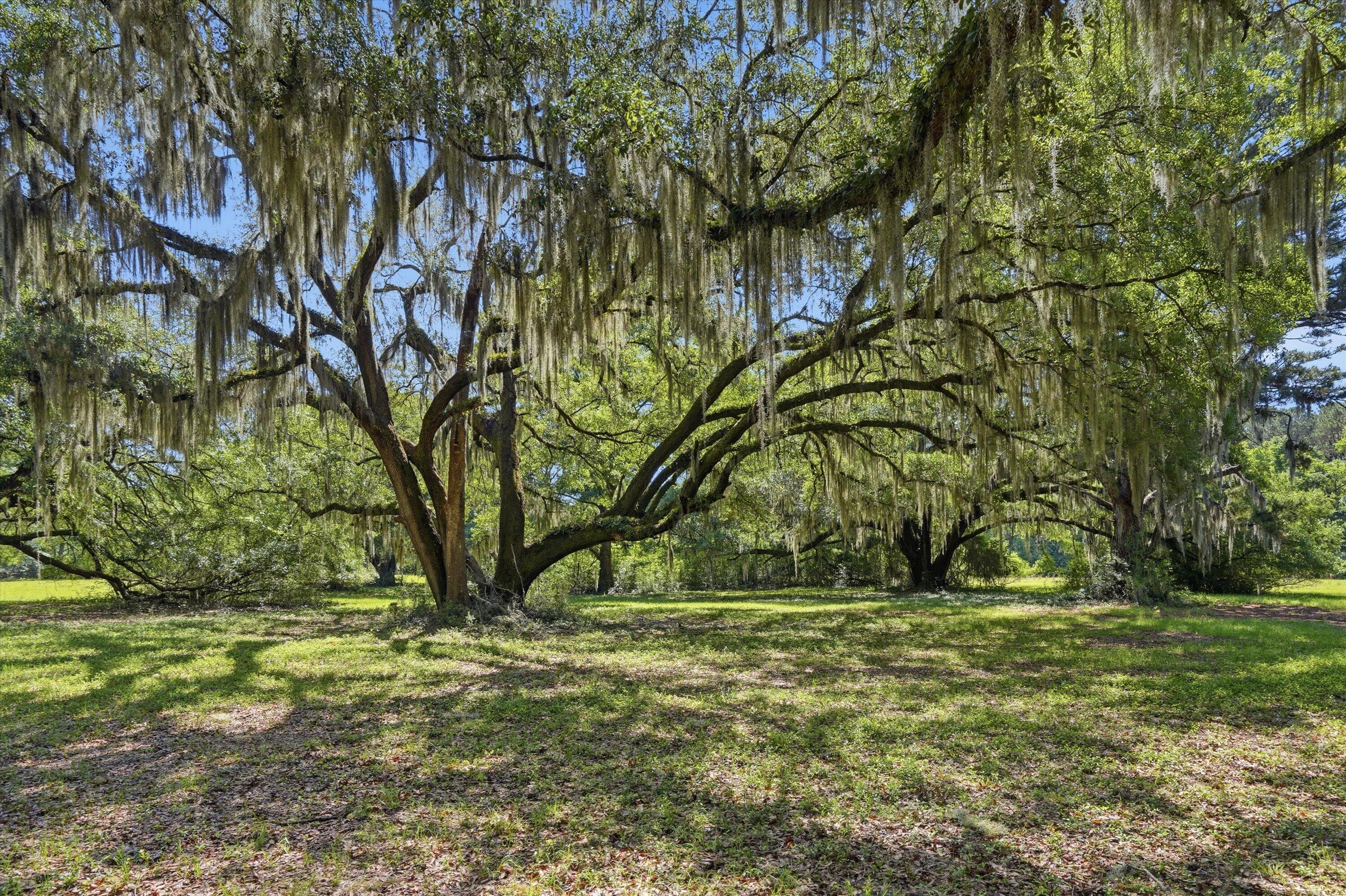 7817 Little Britton Road, Unit LOT C2 Meggett, SC 29449 - Photo 8 of 21