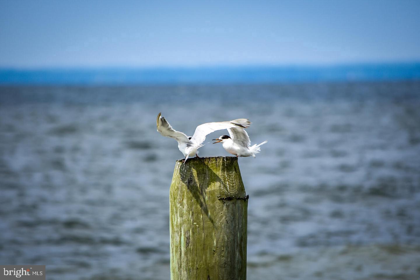 1109 Grasonville Cemetery Road Grasonville, MD 21638 - Photo 39 of 39 a close up of a sink