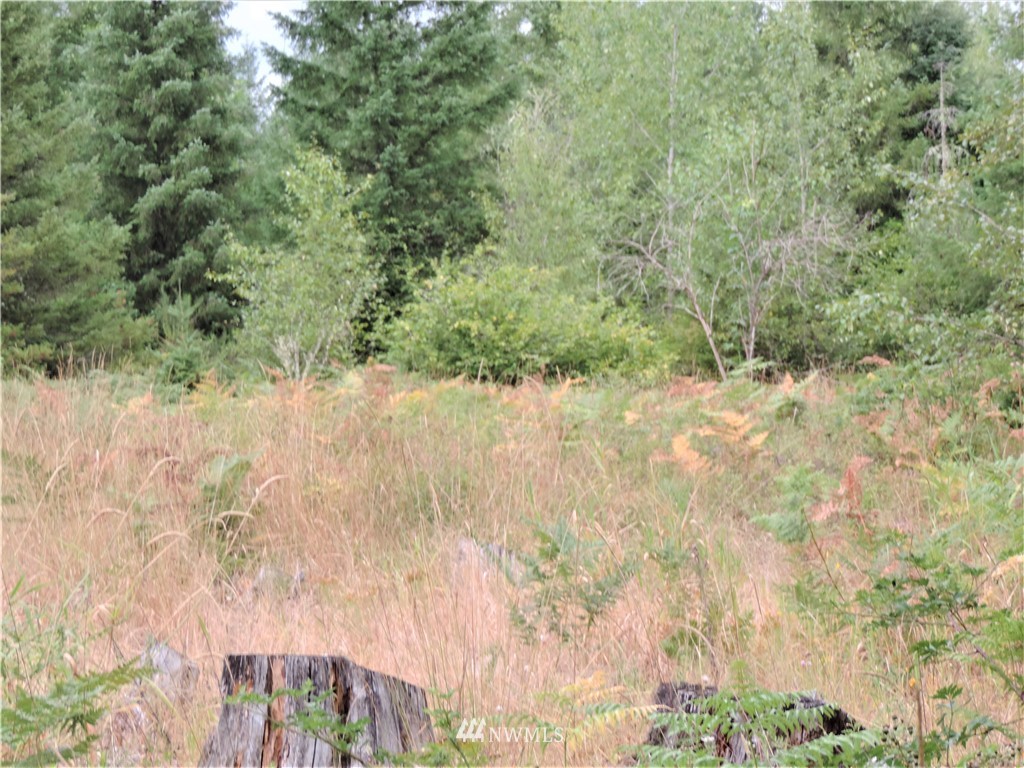 123 Tanwax Road South Roy, WA 98580 - Photo 14 of 20 Gallery Image 14