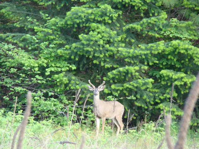 $5,900,000 | 31419 Hagen Flat Road, Montgomery Creek, CA 96065