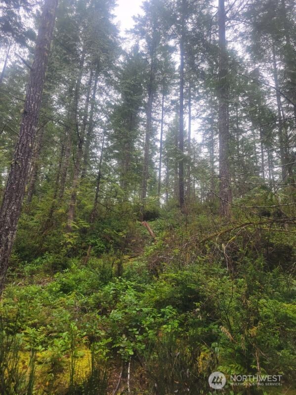 1 GD 2048 Road Union, WA 98592 - Photo 1 of 6