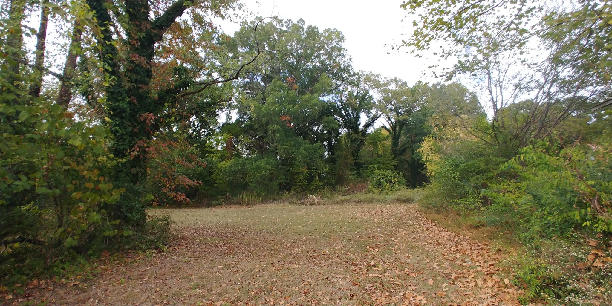 8149 East Brainerd Road Chattanooga, TN 37421 - Photo 19 of 23 a view of a forest with trees in the background