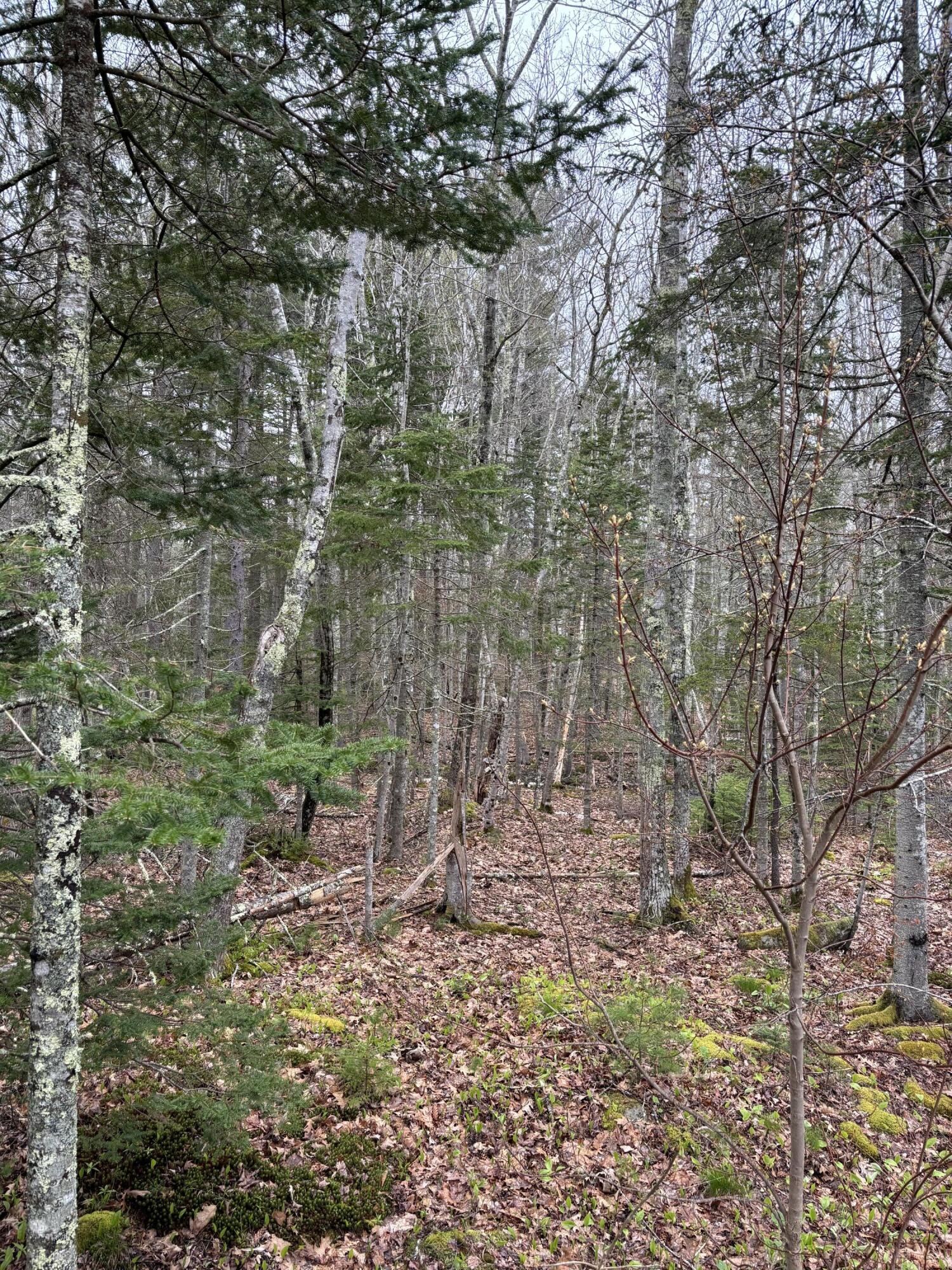 Lot 19 Roxmont Road Rockport, ME 04856 - Photo 16 of 27 IMG_0963