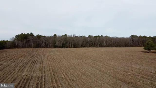 a view of basketball place and trees in the background