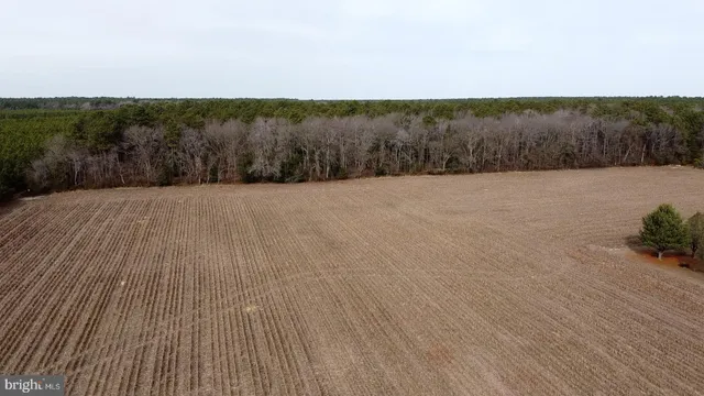 a view of a rural road with plants