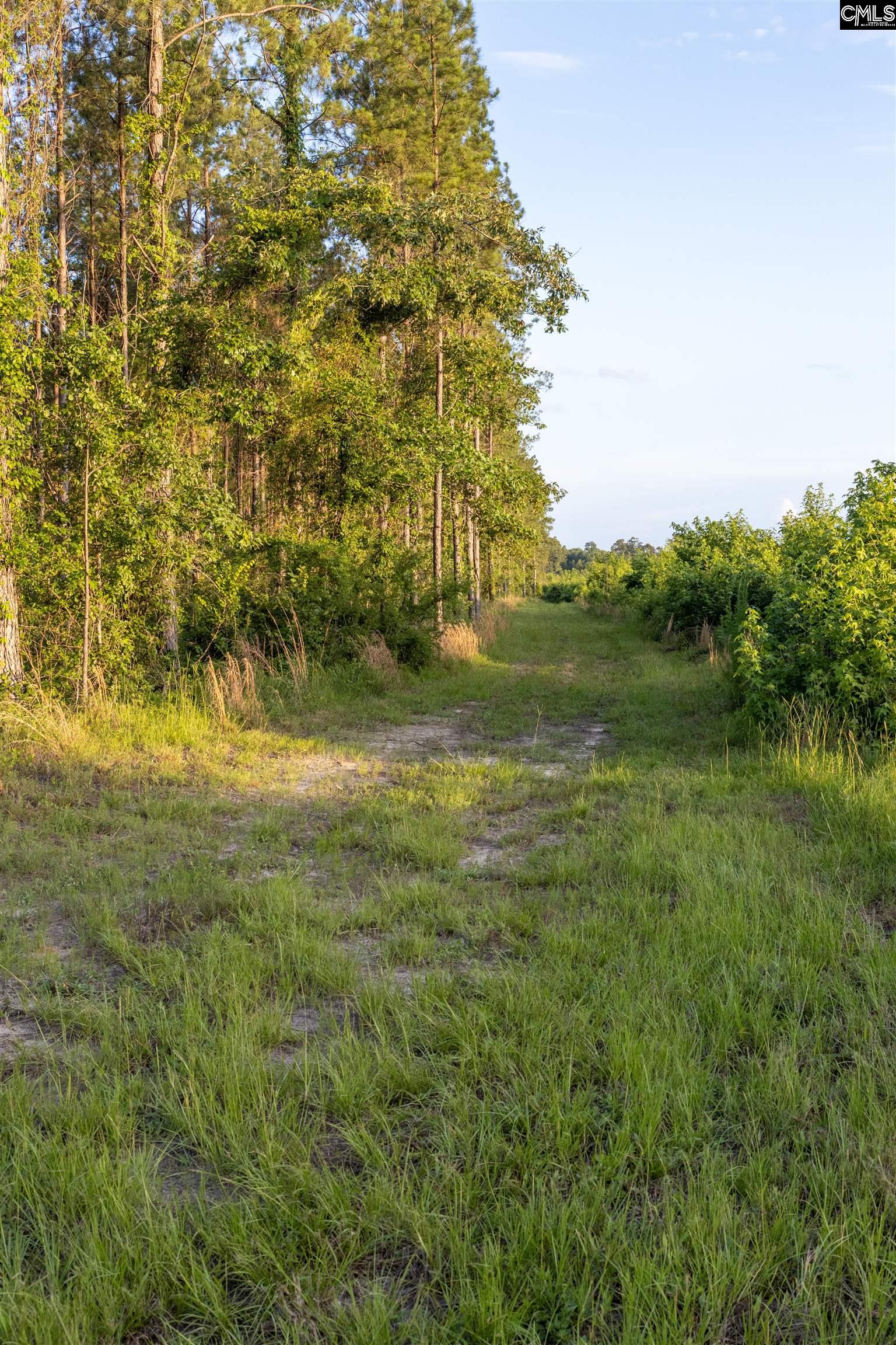 Tbd Rizer Cemetery Road Ehrhardt, SC 29081 - Photo 7 of 17