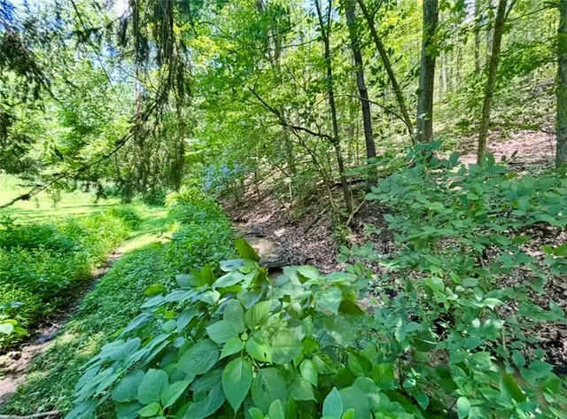 a view of a lush green forest