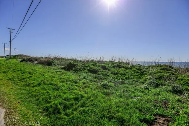 a view of a field with plants and trees