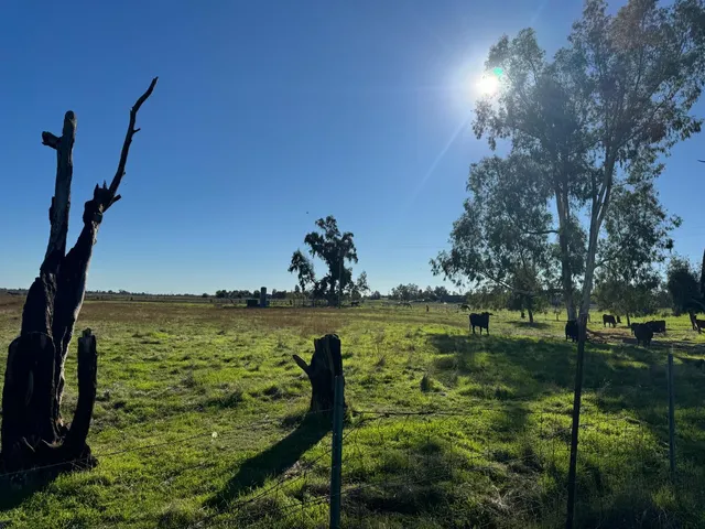 a view of a lake from a yard