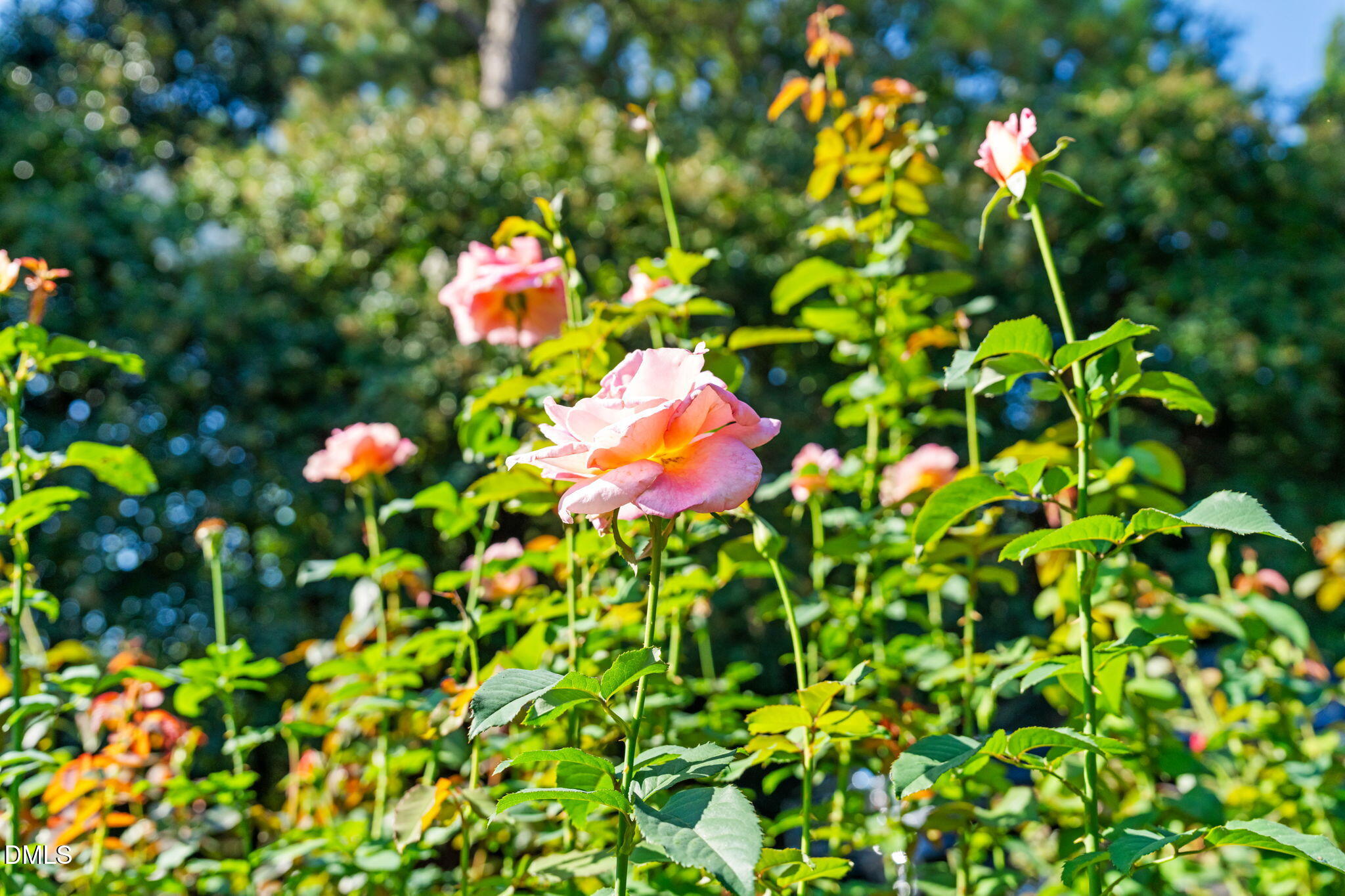 406 Chesterfield Road Raleigh, NC 27608 - Photo 21 of 25 a view of flowers