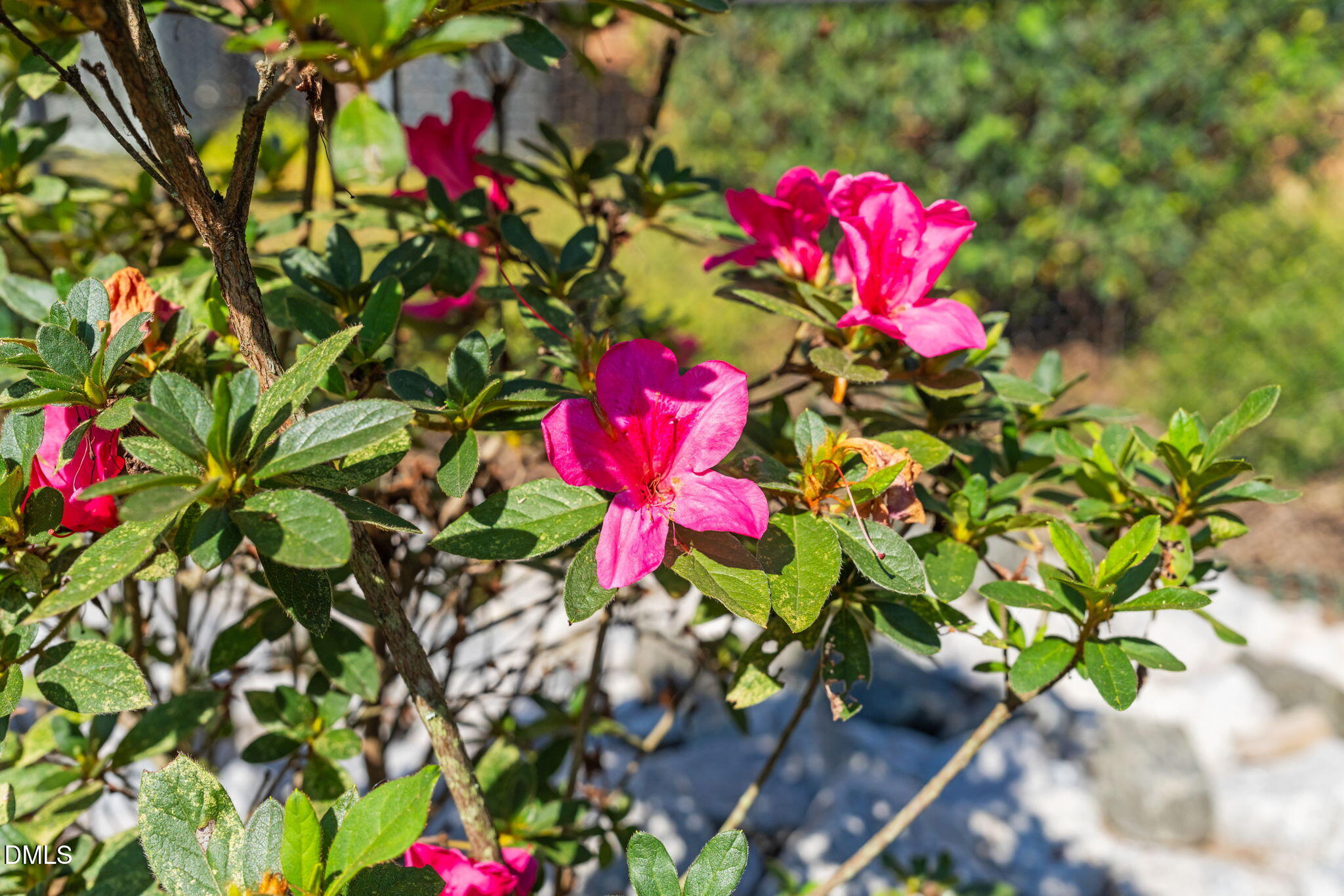 406 Chesterfield Road Raleigh, NC 27608 - Photo 24 of 25 a flower view