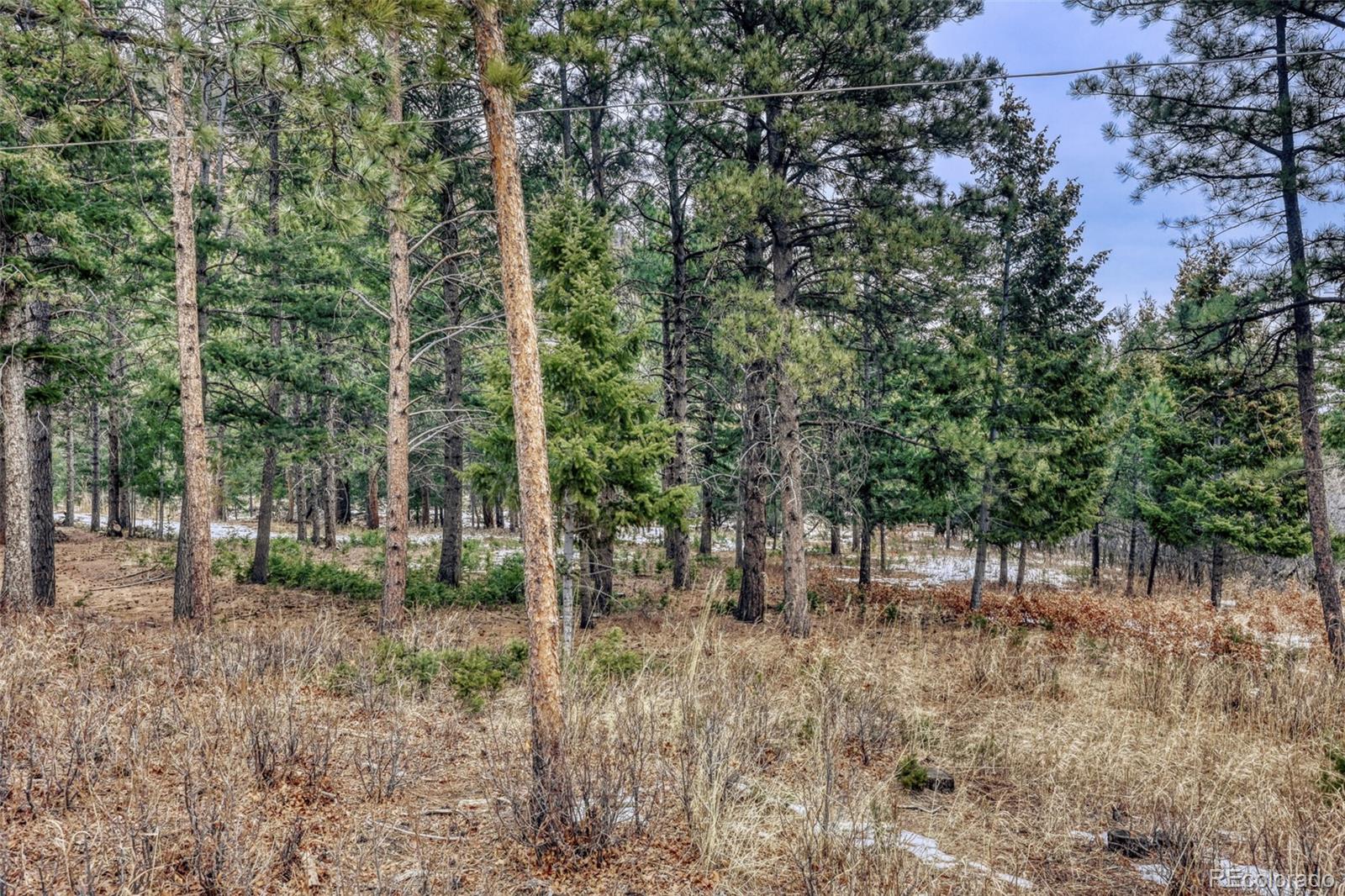 Rock Ridge Road Palmer Lake, CO 80133 - Photo 12 of 23 a view of outdoor space and tree