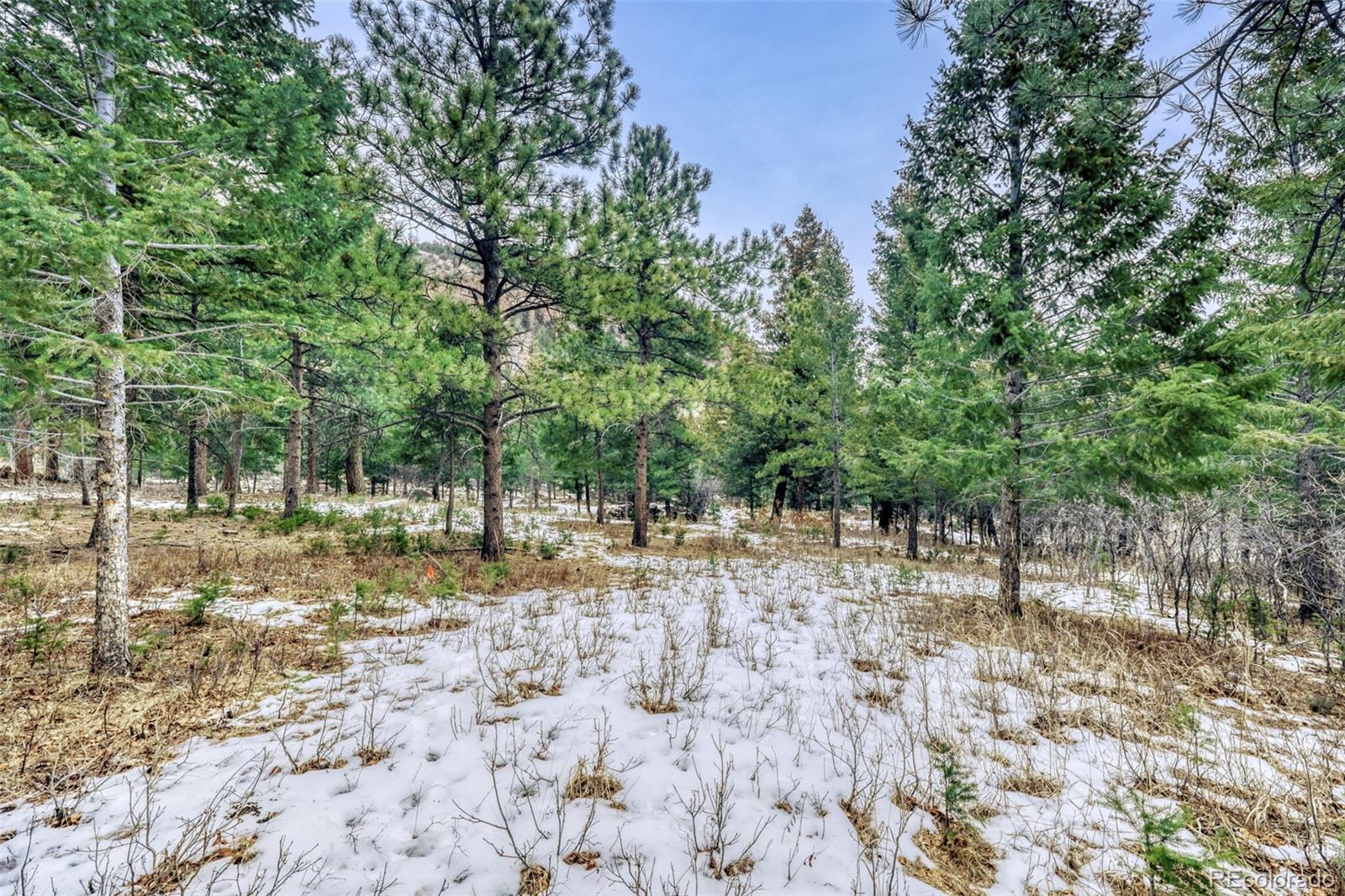 Rock Ridge Road Palmer Lake, CO 80133 - Photo 8 of 23 a view of a yard with trees