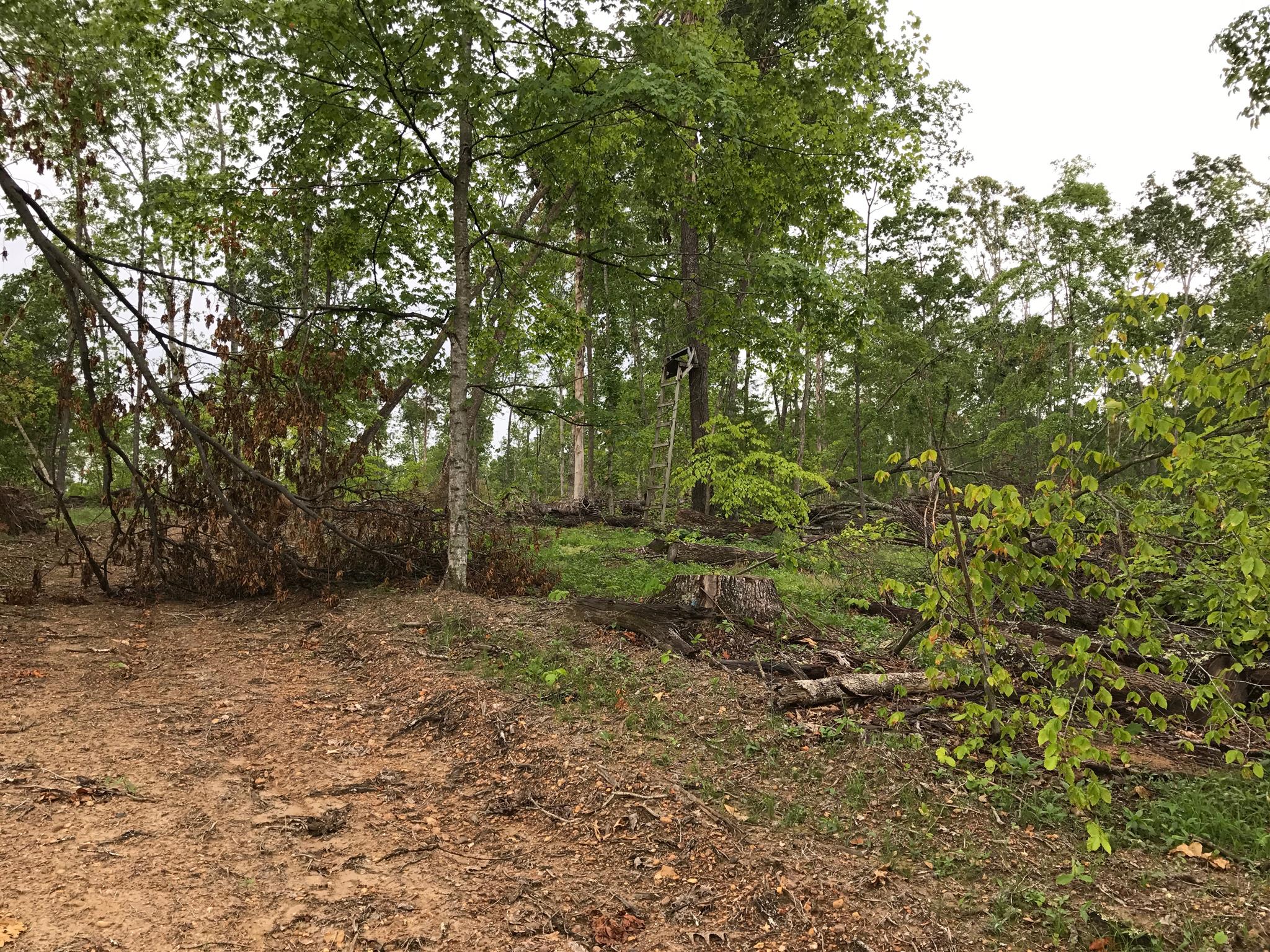 1 Abney Road Indian Mound, TN 37079 - Photo 22 of 29 Gallery Image 22