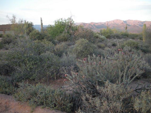 175-xx East Milton Street Rio Verde, AZ 85263 - Photo 8 of 10 More Views
