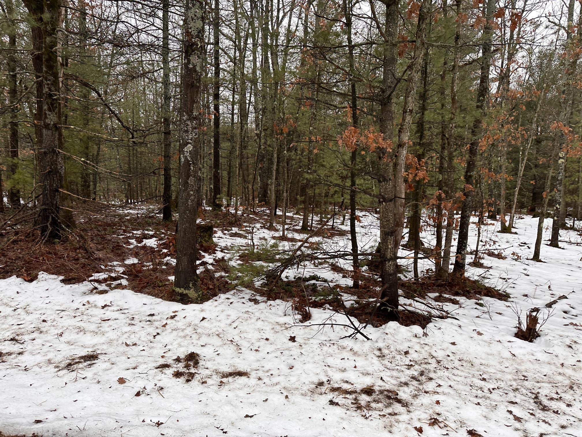 F Albrecht Road Interlochen, MI 49643 - Photo 4 of 5