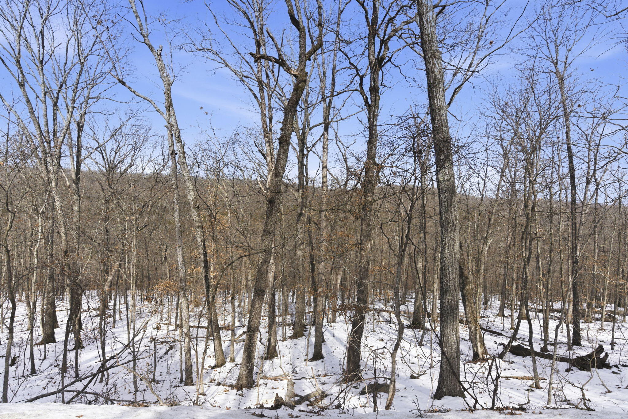 0 Reno Springs Road Walnut Shade, MO 65771 - Photo 10 of 19 7-web-or-mls-HWJ05981