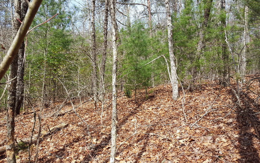 67 Forest Hill Drive Blue Ridge, GA 30513 - Photo 1 of 1 a view of a forest with trees