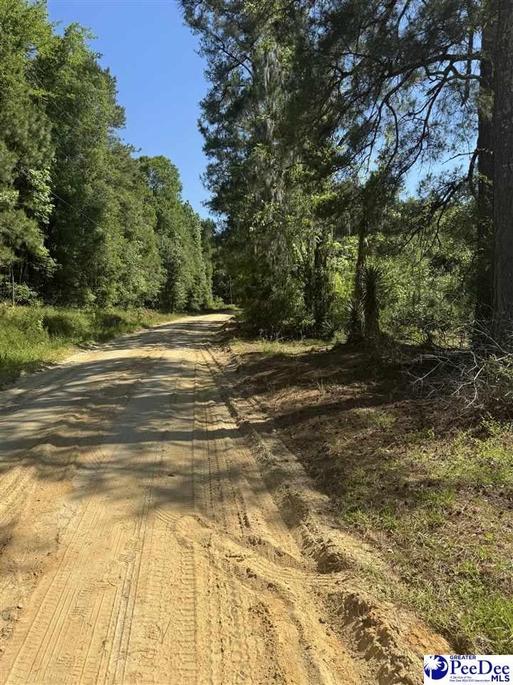 Tbd Lum Vereen Road Nichols, SC 29581 - Photo 6 of 13 Gallery Image 6